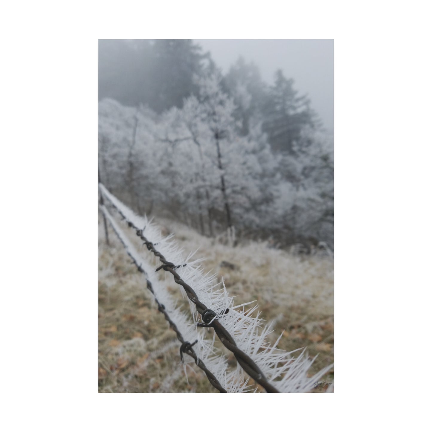 Frosty Fence Canvas