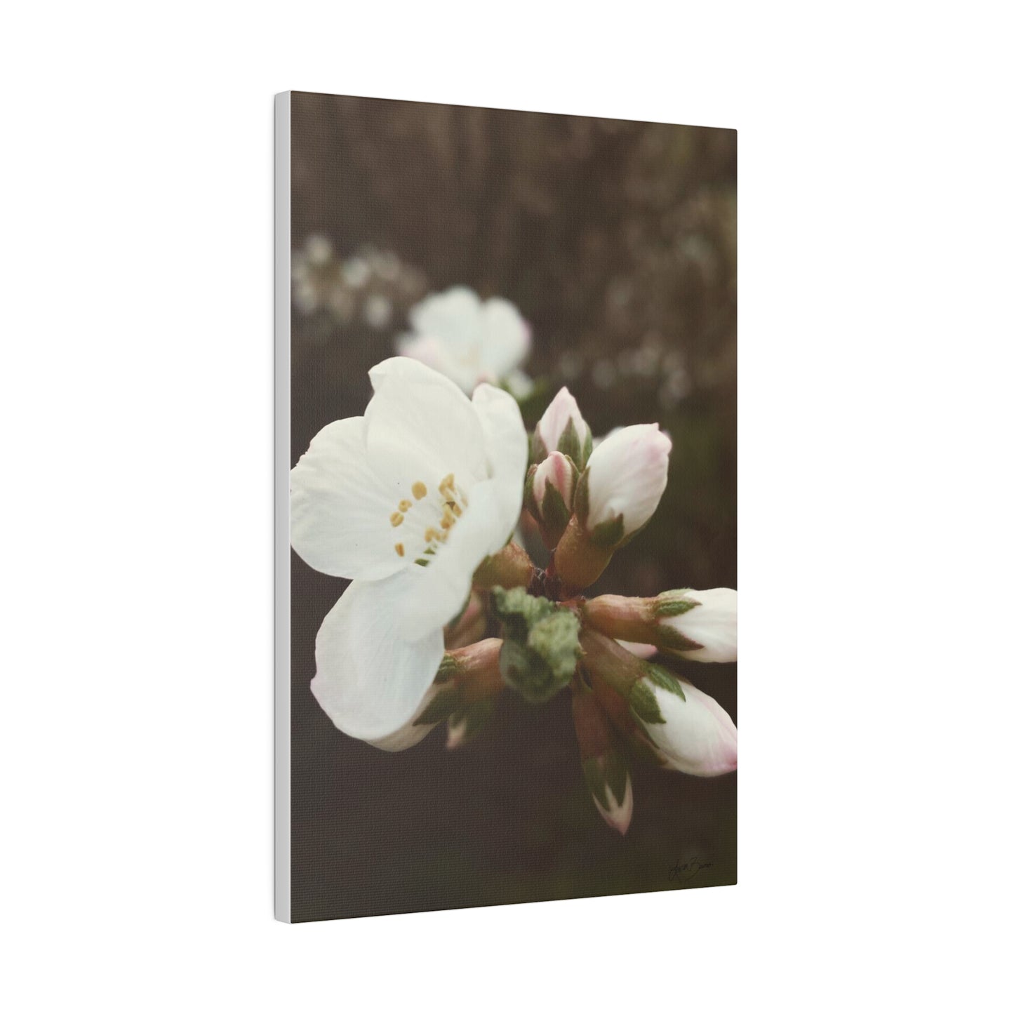 Spring in Bloom Canvas