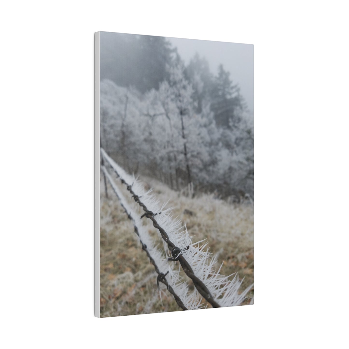 Frosty Fence Canvas