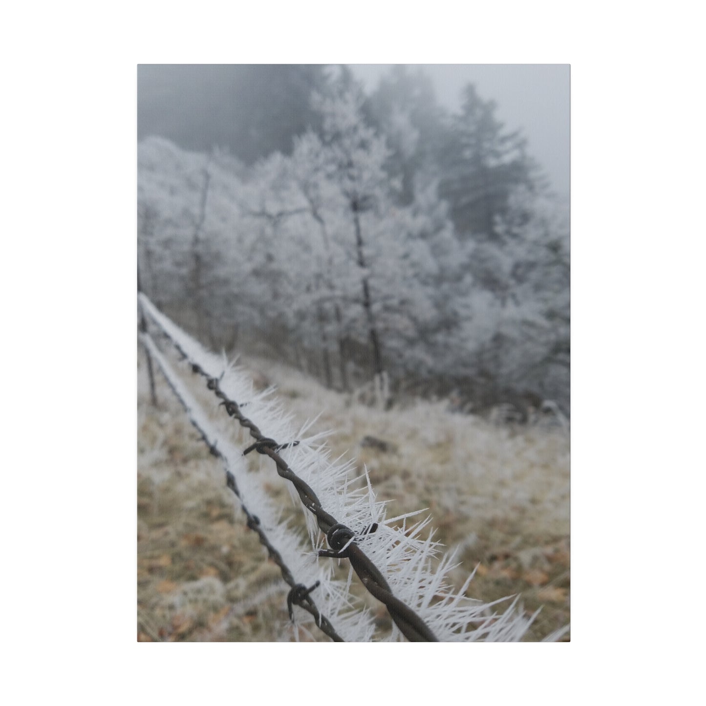 Frosty Fence Canvas