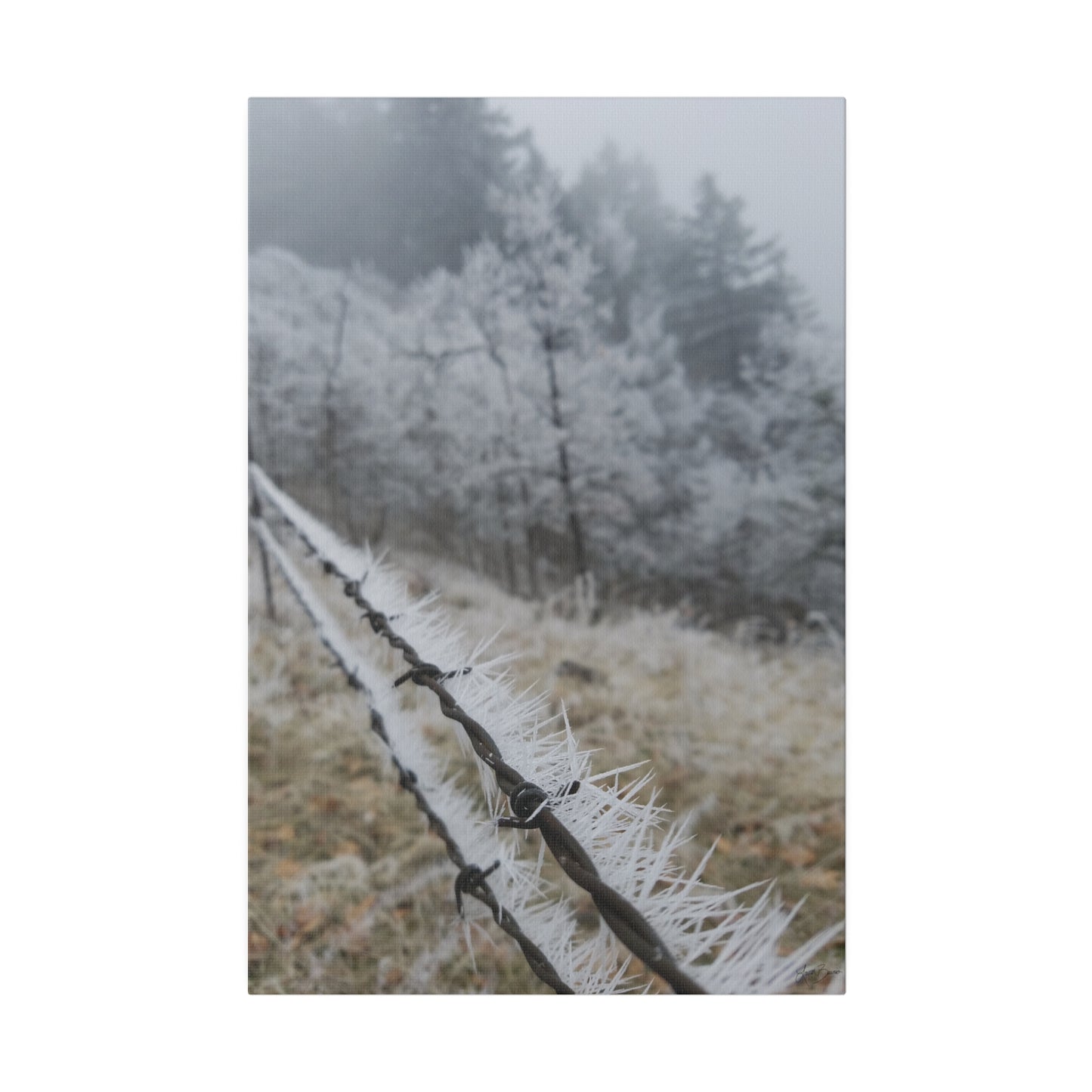 Frosty Fence Canvas