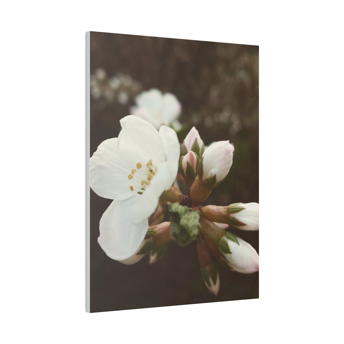 Spring in Bloom Canvas