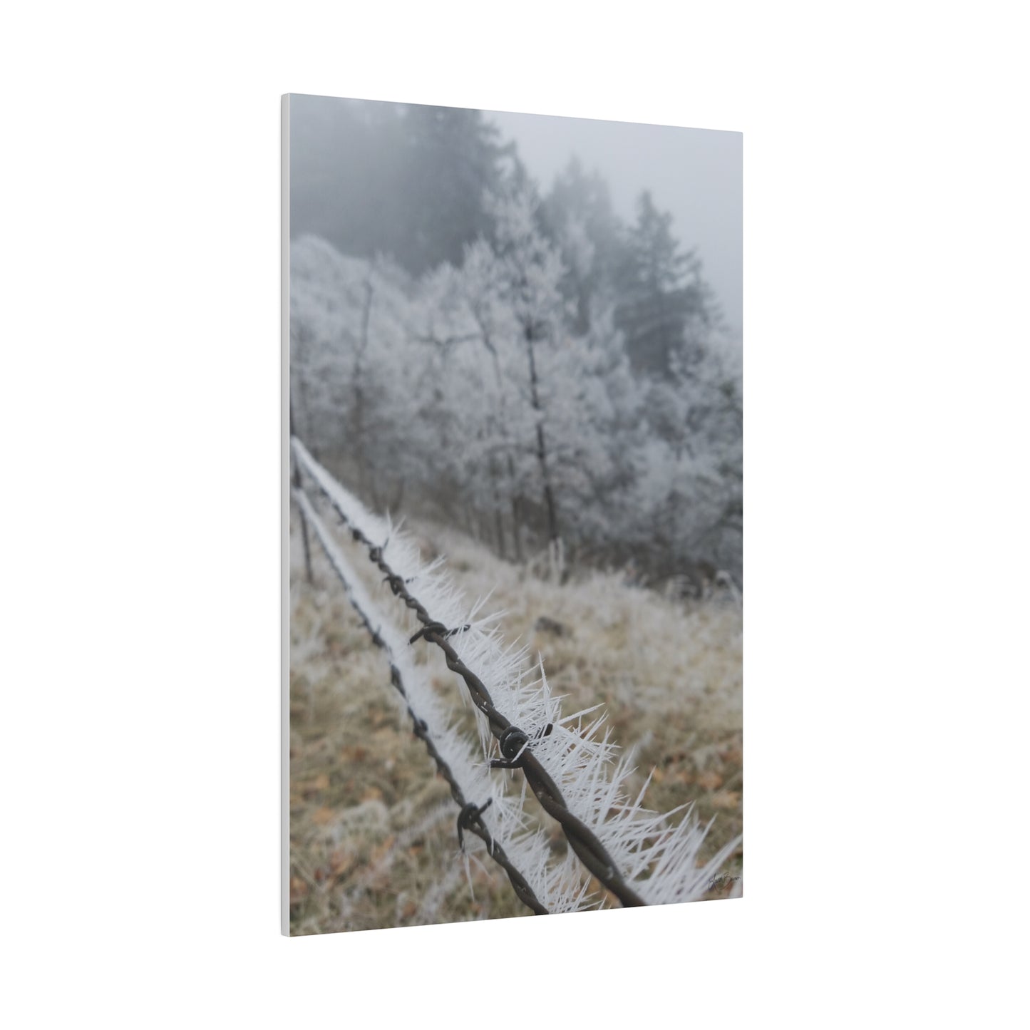 Frosty Fence Canvas