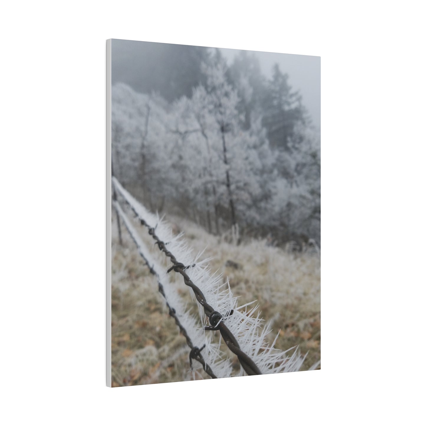 Frosty Fence Canvas