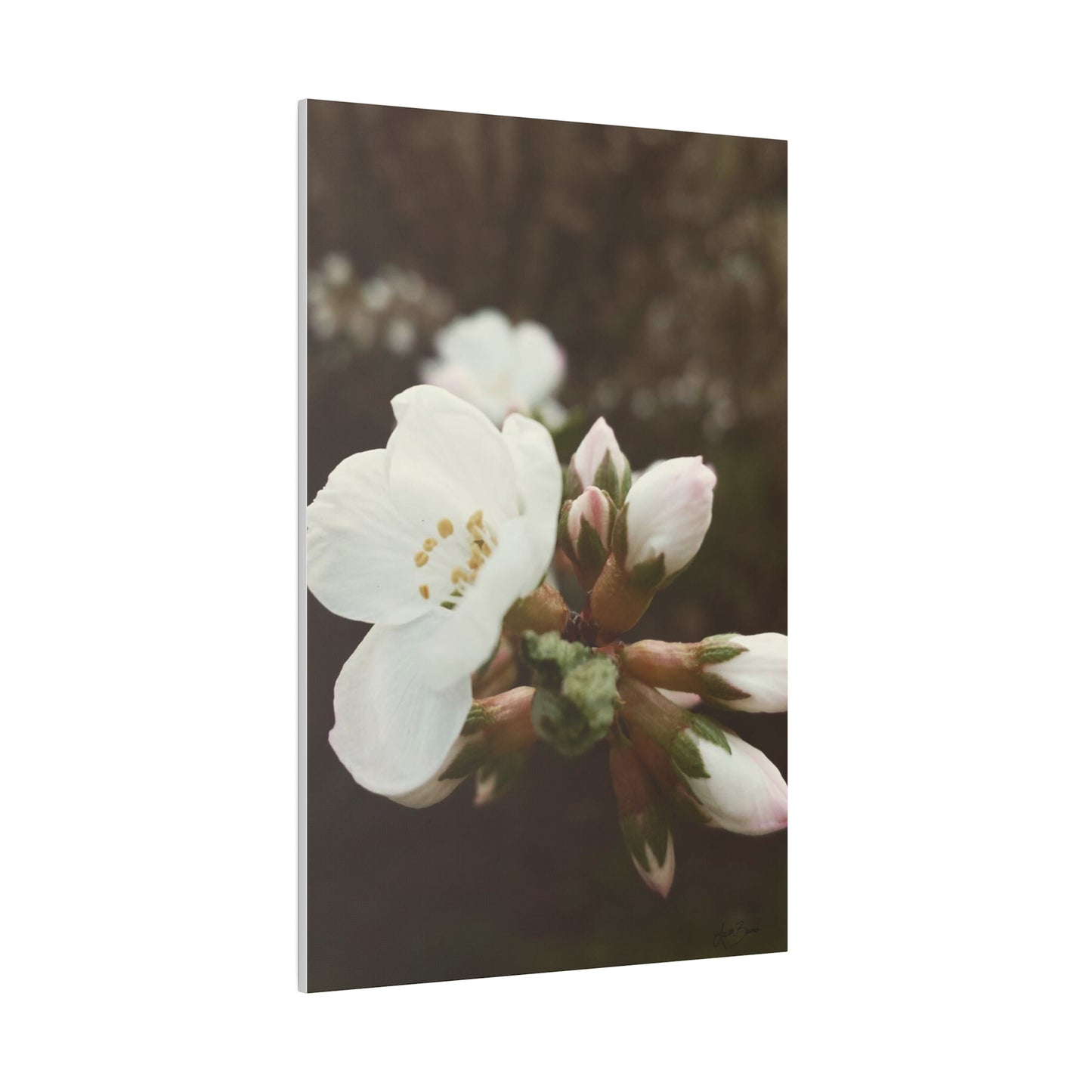 Spring in Bloom Canvas